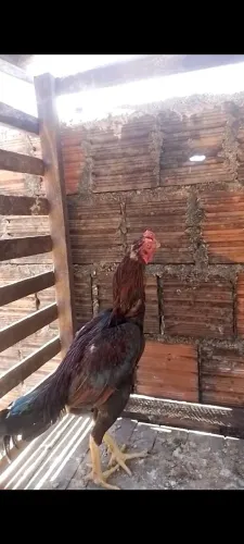 Galo mura
