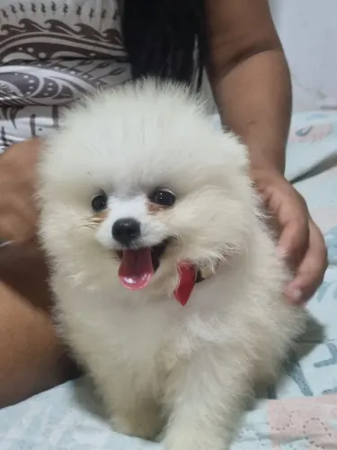 Spitz alema puro 100%