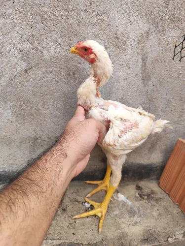 Índio gigante macho 2 meses