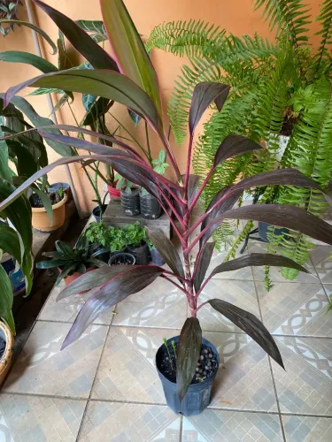 Dracena vermelha