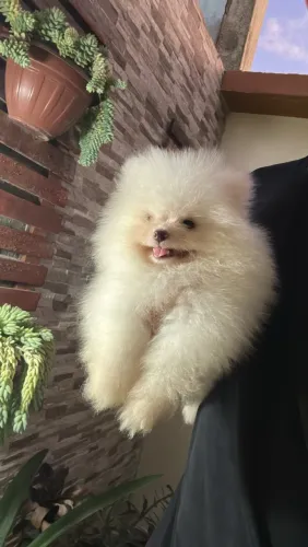 Macho poms (spitz/lulu)