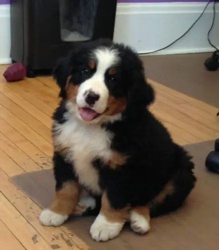 Filhotes de Bernese | Um amigo muito especial