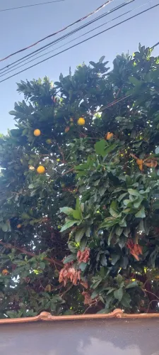 Vende-se Fruta Abiu. 