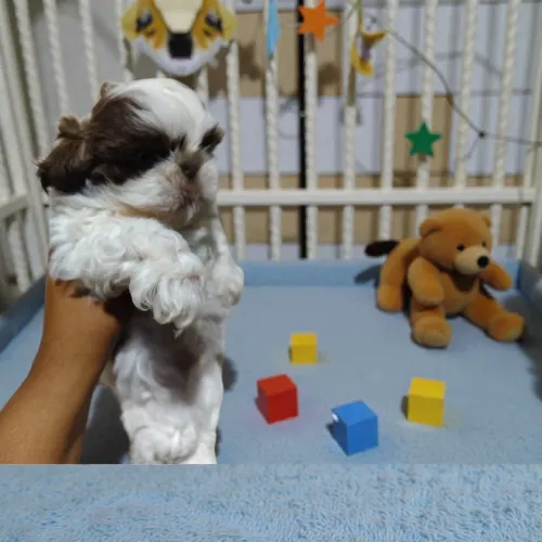 Shih Tzu de Excelente Procedência
