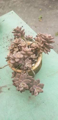 Variedades de plantas rosas do deserto