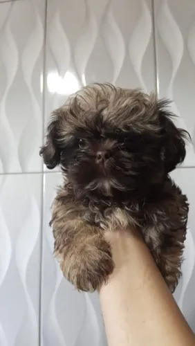 vendo shih tzu macho