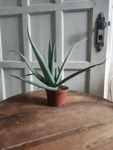 Muda de babosa Aloe Vera