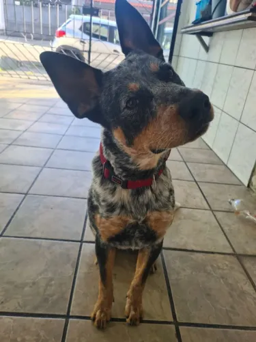 Doa-se Boiadeiro Australiano de 1 ano