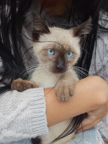 Gatinho filhote de 2 meses com parentesco de raça siamês 