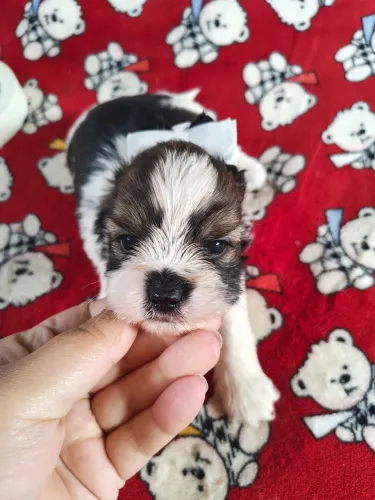 Biewer Terrier 