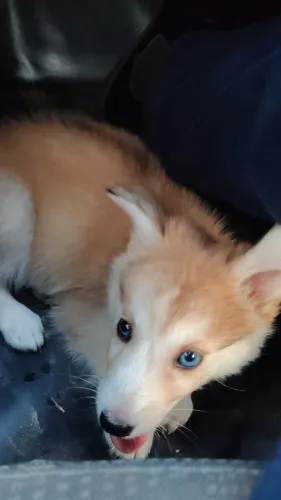 Filhote de Husky Siberiano