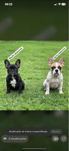 Buldog francês ,4 meses totalmente vacinados