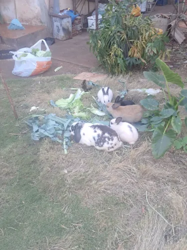 Coelhos