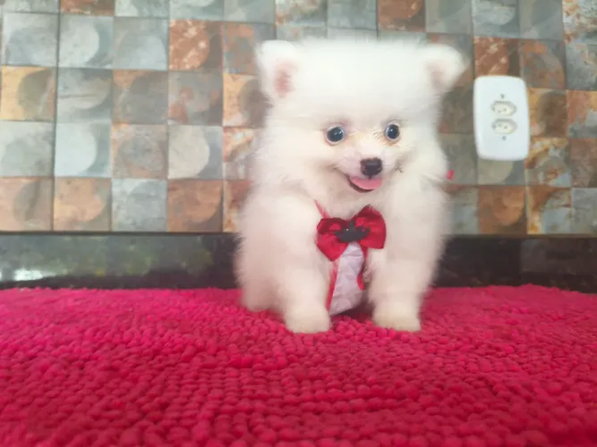 SPITZ ALEMÃO PROMOÇÃO PEDIGREE CBKC