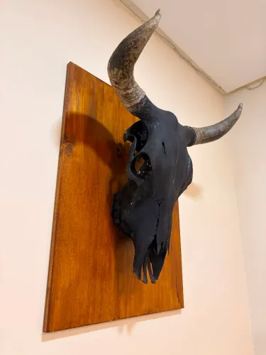 Produzi artesanalmente um quadro cabeça de boi real rústico.