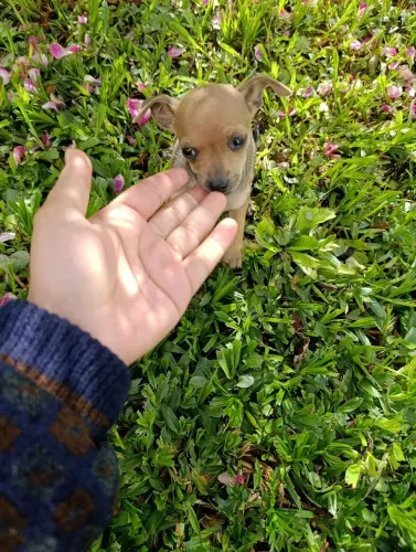 Pinscher 0