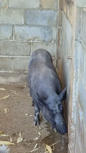 Vende-se casal de porcos
