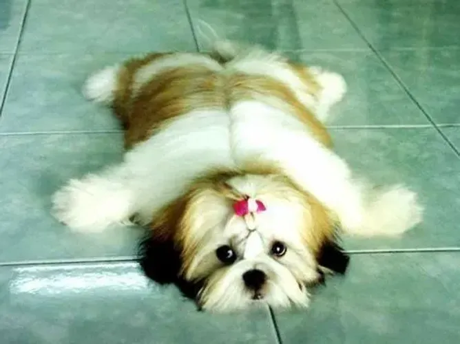 Filhotes Shih Tzu Fofo e manhoso 