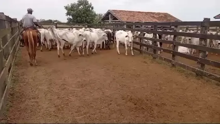 Lote de nelore - 30 animais com ótima genética