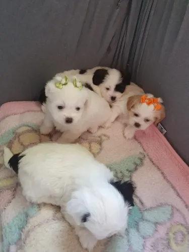 Lhasa Apso com Pelagem Longa - Elegância e Companheirismo em um Só Filhote!