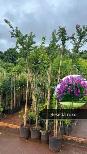 Árvores para reflorestamento Reseda, ypes