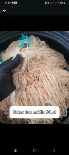 Tripa suina