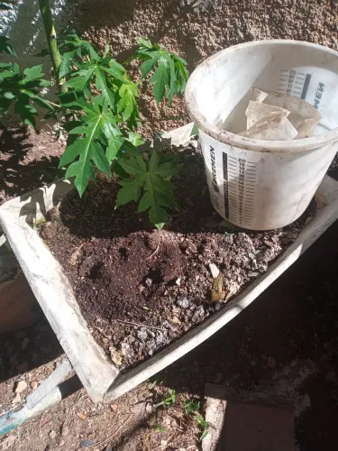 Húmus de Minhoca. Puro. S/sementes.
