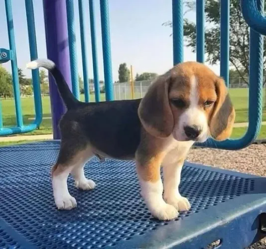 Filhote Beagle, Seus dias nunca mais serão os mesmos com um filhote ao seu lado!