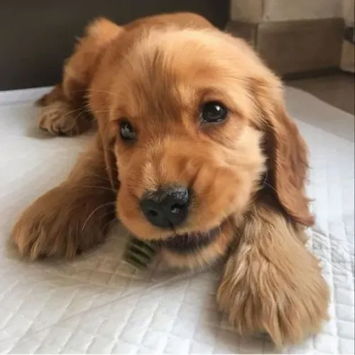 Cocker Inglês - Seu Novo Amigo