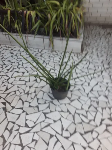 Lança de São Jorge por 40,00 reais em vaso