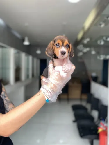 Beagle- Fêmea com 50 dias de vida, com suporte vet, 13 polegadas- Dani