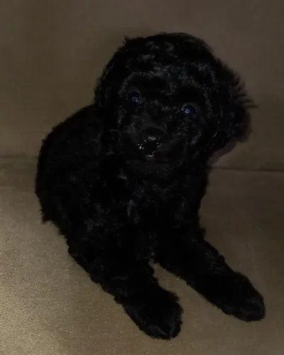 Poodle toy Lealdade e Personalidade Únicas!