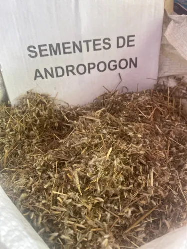 Vendo semente  de Andropogon (andropol) com nota fiscal e boletim de analise 