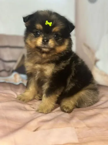 Spitz Alemão anão - Seu filhote com garantia e atendimento presencial.