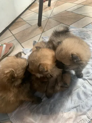 Filhotes Lulu Da Pomerania Spitz Alemão