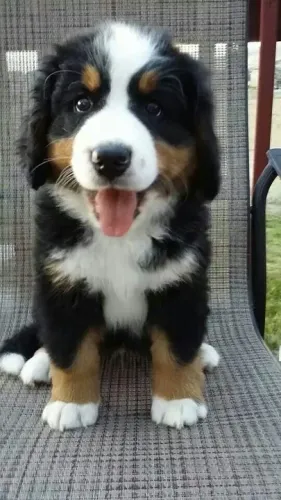 Bernese sentado na cadeira