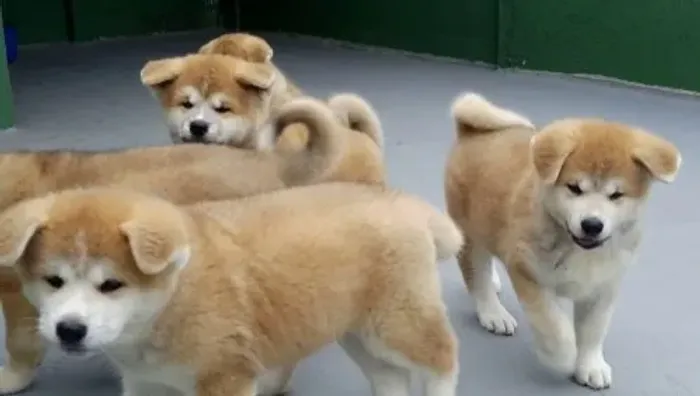 Akita à Venda hoje 