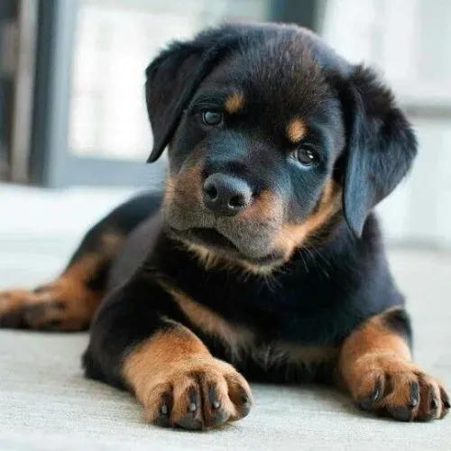 Filhote Rottweiler cara de meigo e com a segurança e proteção atenta