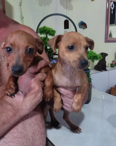 MACHINHOS de pinscher.