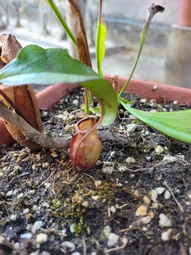 Carnivora (nepenthes)