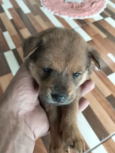 Filhotes de Chow Chow 