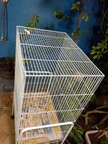 Gaiola