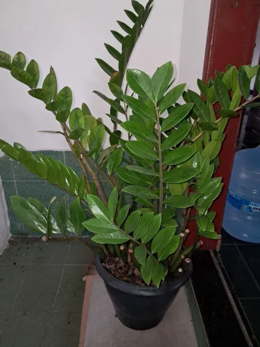 Plantas Zamiuca