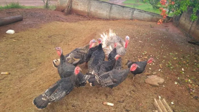 Vendo perus tem fêmeas e machos jovens