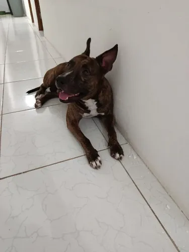 Doação de cachorro Pit Bull manço 