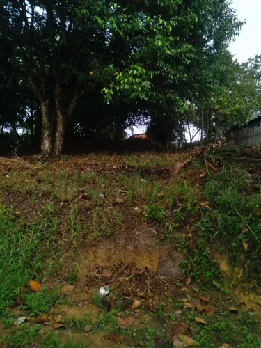 Terreno no porto grande 