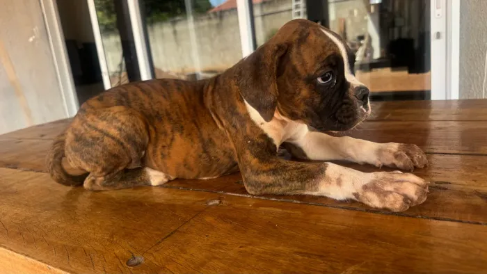 Filhote boxer tigrado