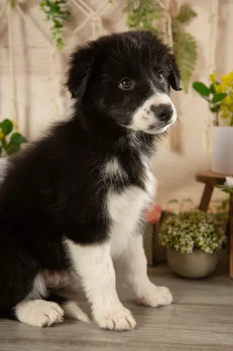 Filhotes de Border Collie | Ocupando um espaço enorme na alma