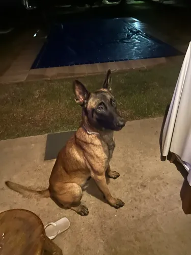 PASTOR BRLGA MALINOIS PURO  MACHO 2 anos