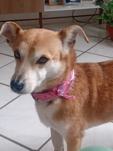 Doa-se cachorrinha 3 anos
